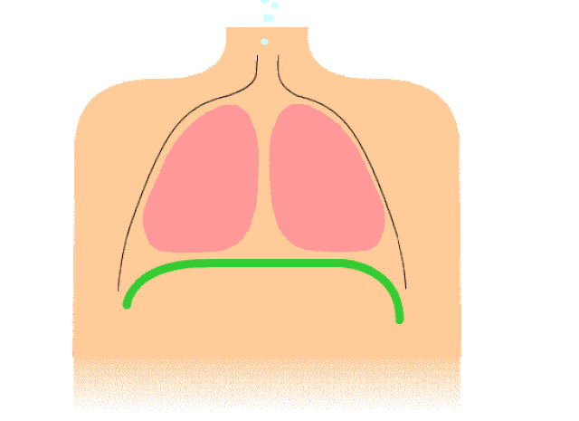 respiración costal clavicular